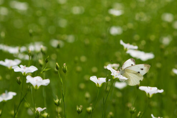 Wall Mural - A white butterfly sits on white flax flowers, on a flowering flax plantation