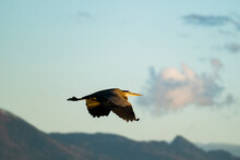 A Great Blue Heron Flies In Front Of The Mountains At Sunset