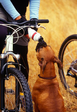 A Dog Is Allowed To Drink Out Of A Bike Rider's Water Bottle After A Long Run Near Tacoma, Washington.