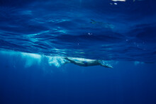 Underwater View Of A Swimmer Enjoying A Relaxing Swim In The Tropical Waters Off Of Mana Island, Fiji.
