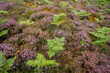 © Cavan Images - Heather grows througout fern plants in the Scottish Highlands