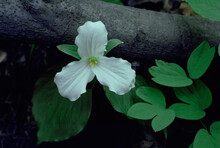A White Trillium Flower