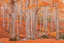 Autumn In Vivid Colors In The Dehesa Del Moncayo Natural Park In Zaragoza