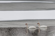 Mute swans swimming in a frozen and snowy lake in the winter