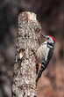 Middle spotted woodpecker on a log