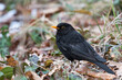 Male blackbird standing on the ground