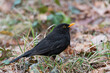 Male blackbird standing on the ground