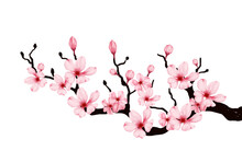 Cherry Blossom Branch With Sakura Flower. Sakura White Background. Watercolor Cherry Bud. Cherry Blossom Flower Blooming. Vector Pink Sakura Flower Background. Watercolor Cherry Blossom Vector