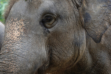 Wall Mural - Close up The elephant head is big wildlift animal for texture and pattern skin