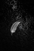 Feather On Black