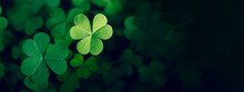 Green Clover Leaf Isolated On Dark Background. With Three-leaved Shamrocks. St. Patrick's Day Holiday Symbol.