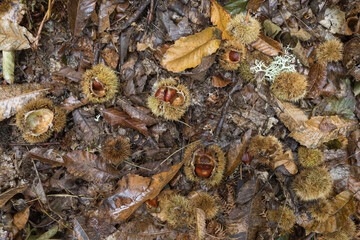 Wall Mural - Autumnal background with dry leaves and chestnuts coming out of their prickly shell