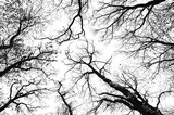 Fototapeta  - Forest black and white. Black trees on white. Tree and branches silhouette. Forest during winter. Tree wallpaper
