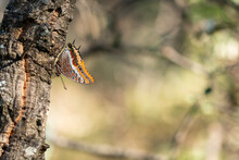 Exotic Butterfly Resting On Tree Trunk