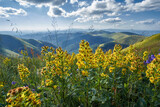 Fototapeta Krajobraz - Flowers of Solidago virgaurea (European goldenrod or woundwort) in summer Carpathian mountains. Medicinal plant in natural habitat