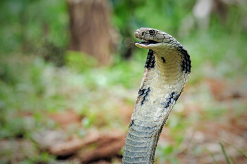 Wall Mural - King Cobra on the grass