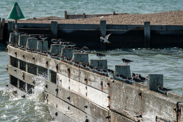 Poster - turnstones lined up on an old wooden sea defence in the water