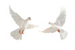 Leinwandbild Motiv white dove isolated on transparent background