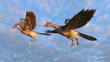 Two archeopteryx flying in the sky
