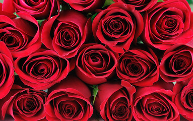 Sticker - fresh red roses in a bouquet as background