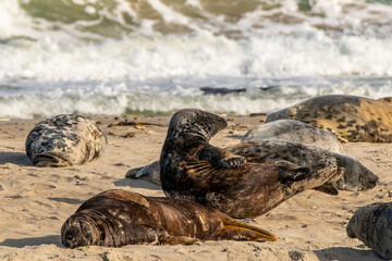 Kegelrobben sonnen sich auf der Düne am Strand auf Helgoland