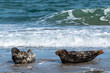 Kegelrobben sonnen sich auf der Düne am Strand auf Helgoland