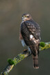 Juvenile Sparrowhawk (Accipiter nisus) in a forest clearing at dawn