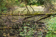 Dead tree in a protected forest biotope in Europe
