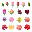 Mega collection of vector high detailed realistic rose flowers on white for design. Oil or acrylic painting roses big set.