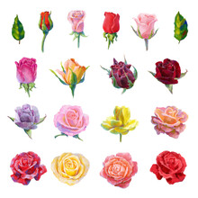 Mega Collection Of Vector High Detailed Realistic Rose Flowers On White For Design. Oil Or Acrylic Painting Roses Big Set.
