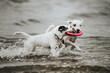 Psy bawią się aportują na plaży w Sobieszewie, Morze Bałtyckie, Polska
