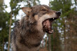 ein wolf frisst ein stück fleisch, weitwinkel foto mit wald im hintergrund, canis lupus