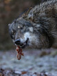 ein wolf frisst ein stück fleisch, canis lupus