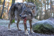 ein wolf frisst ein stück fleisch, hintergrund wald im winter, canis lupus