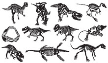 Graphical Illustration, Set Of Dinosaur Skeletons Isolated On White Background,vector Illustration