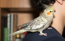A Bird On A Man's Shoulder. The Female Cockatiel  (Nymphicus Hollandicus), Also Known As Weiro, Or Quarrion.