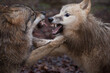 zwei wölfe spielen und kämpfen und fletschen dabei die zähne, close up, canis lupus