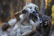 zwei wölfe spielen und kämpfen und fletschen dabei die zähne, canis lupus