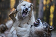 zwei wölfe spielen und kämpfen und fletschen dabei die zähne, canis lupus