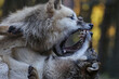 canvas print picture - zwei wölfe spielen und kämpfen und fletschen dabei die zähne, nahaufnahme von den köpfen, canis lupus