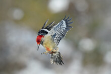 Red Bellied Woodpecker Flying In Sunny Winter Day