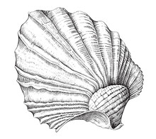 Scallop Shell Sketch Hand Drawn Engraving Style Vector Illustration