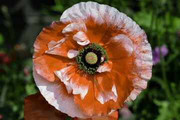 Canvas Print - Poppy flowers or papaver rhoeas poppy in garden, early spring on a warm sunny day, against a bright blue sky. High quality photo