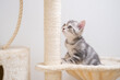 A cute, striped kitten is sharpening her claws on the big cat house. Cat scratching post at home