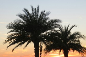 Wall Mural - Palm trees on orange sky background at sunset in Florida nature