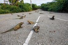 Iguanas Are Resting On The Roadway.