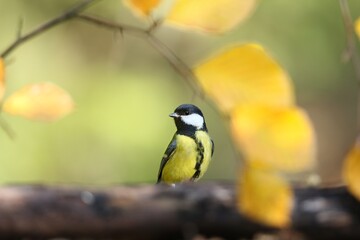 Poster - The great tit (Parus major), sýkora koňadra, close portrait in autumn leaves