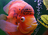 Fototapeta  - Kolorowa ryba w wodzie.