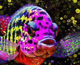 Fototapeta  - Kolorowa ryba w wodzie.