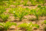Fototapeta  - sugar beet cultivation - agriculture and the problem of lack of rainfall